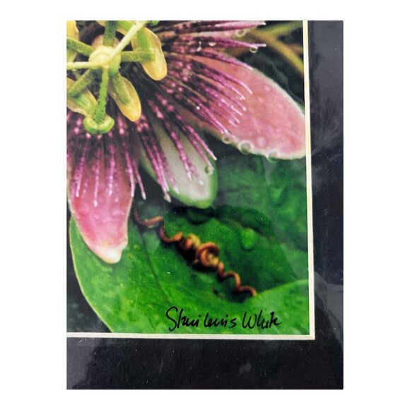 Passion Flower Photography Print – Signed Staci Lewis White - Picture 2 of 4